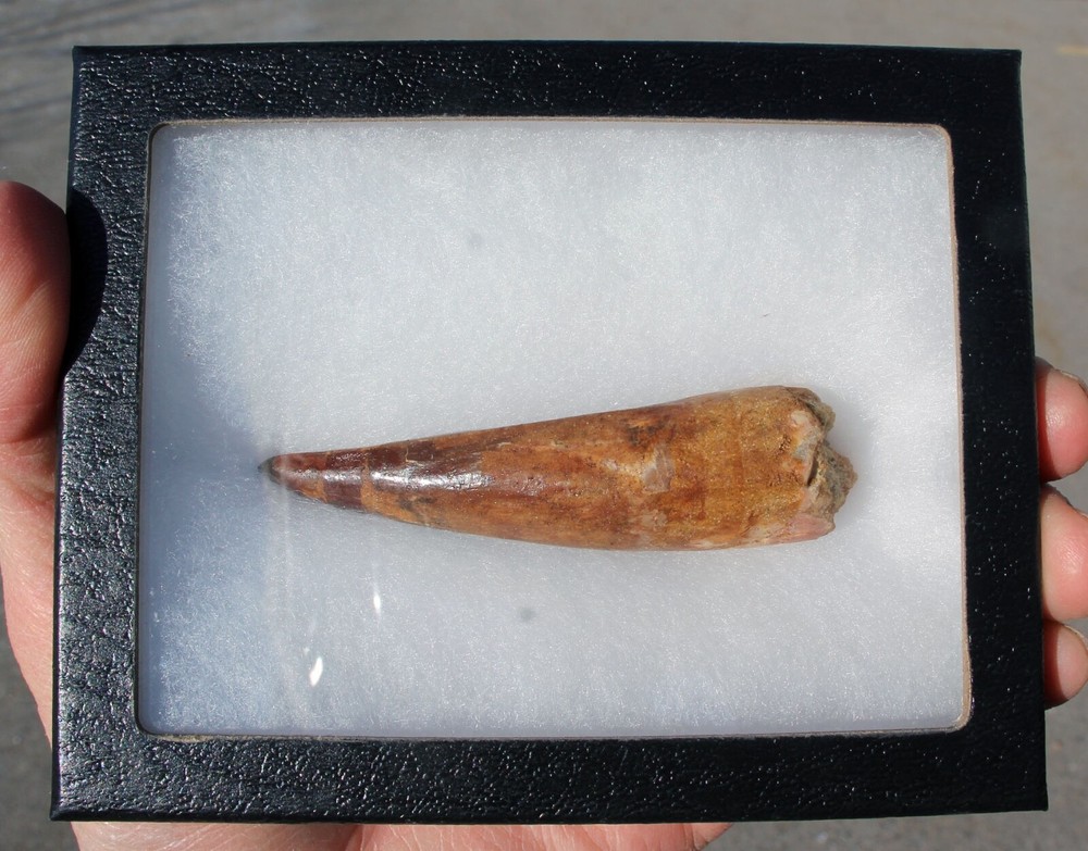 Authentic  3.5" Spinosaurus Tooth in Riker Mount