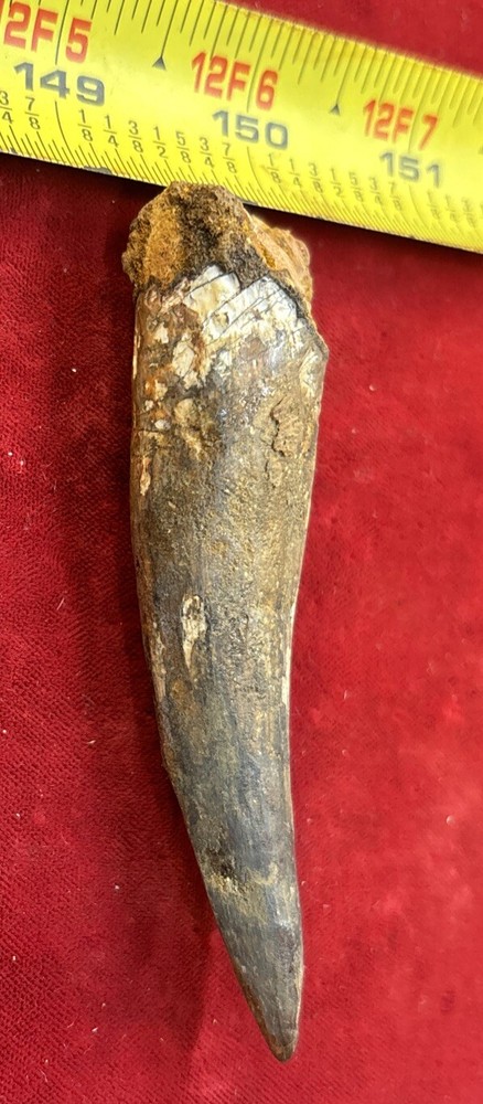 3 1/2 inch spinosaurus tooth
