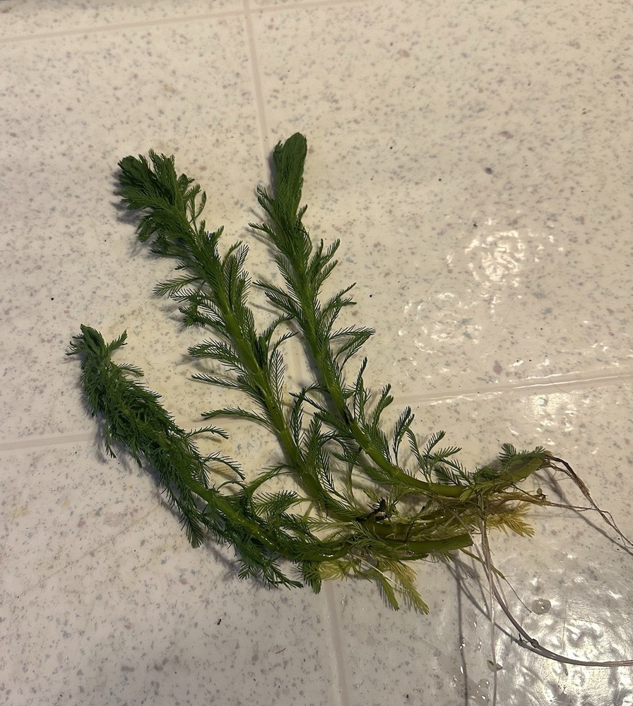 Parrot’s Feather | Bunch Of 3 Emersed Plants