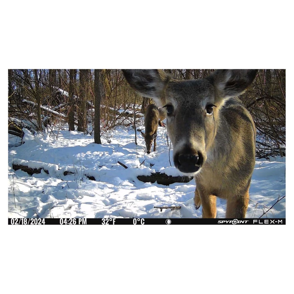 SPYPOINT Flex-M Twin Cellular Trail Camera (FLEX-M-TWIN)