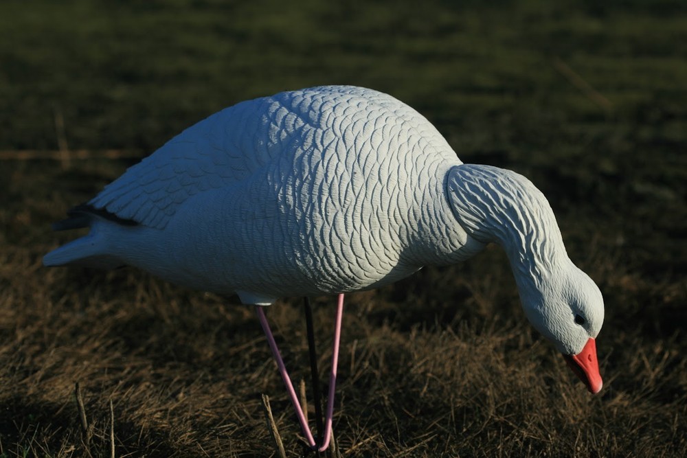Full Body Snow Goose Decoys