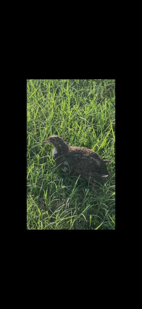 42 Celadon Blue Coturnix Quail Hatching Eggs - 100% BLUE
