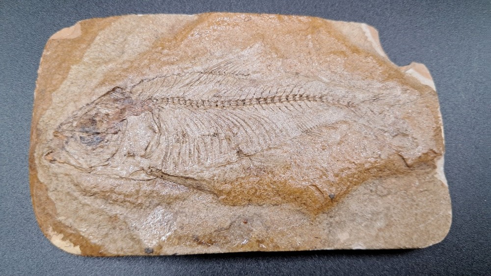 Fossil Fish Green River Formation Wyoming AAA Quality