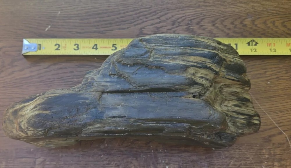 Petrified Wood