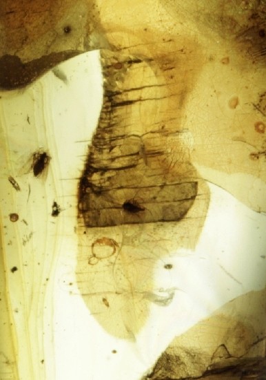 LEAF & FRUIT FLIES in Mexican Amber specimen 5g