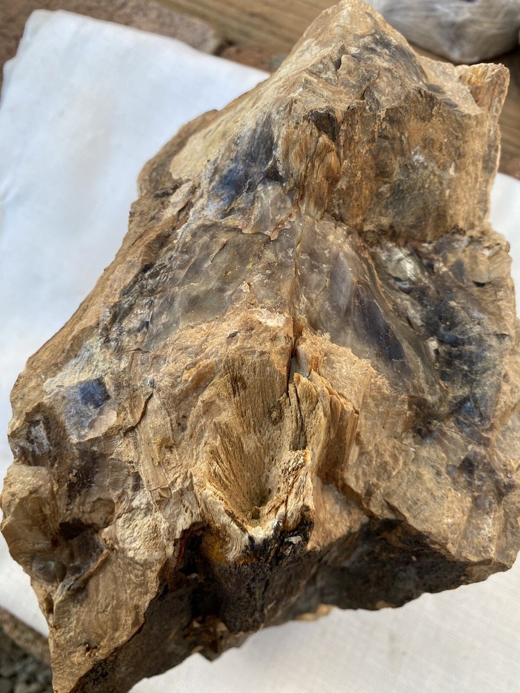Fossilized And Opalized Fossils
