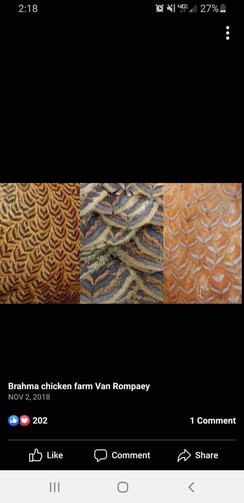 6+ Blue/Black/Splash SILVER/GOLD Partridge Brahma Hatching Eggs