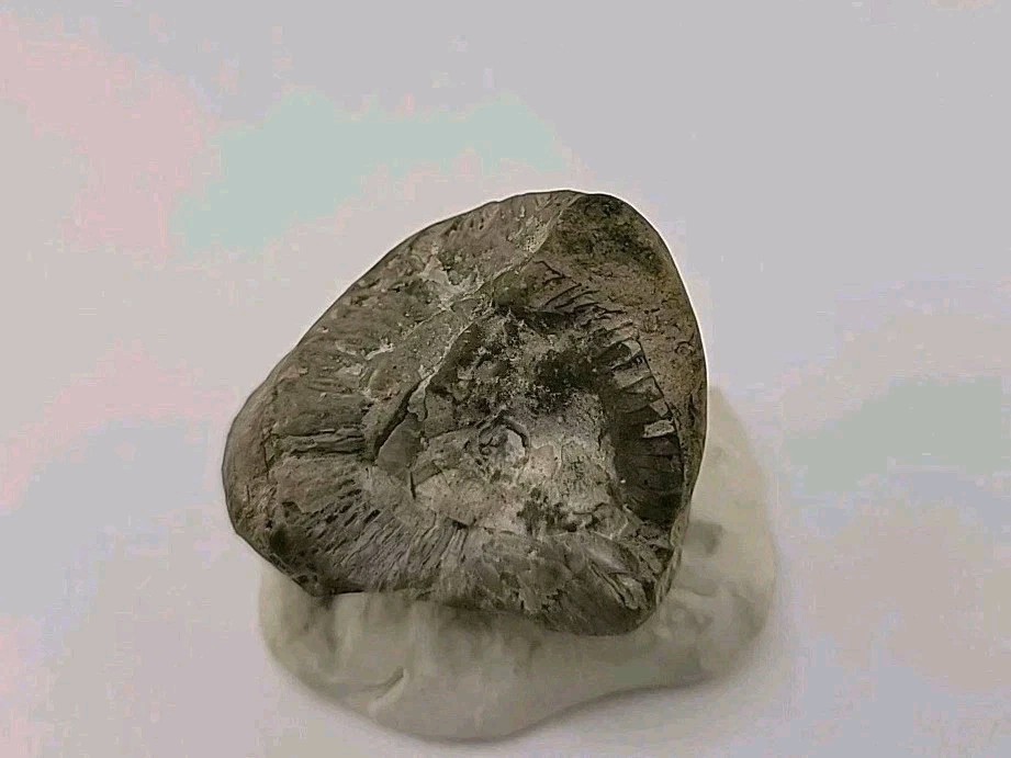 Egg Fossil Permineralized
