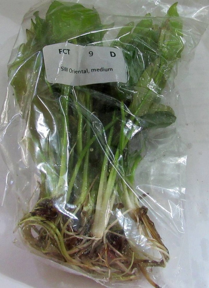 6 medium oriental sword plants