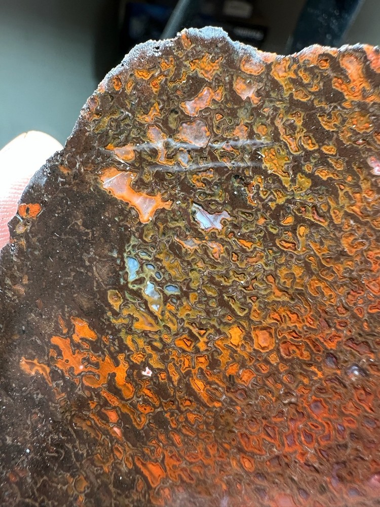Dinosaur bone rough **hxtled slab.