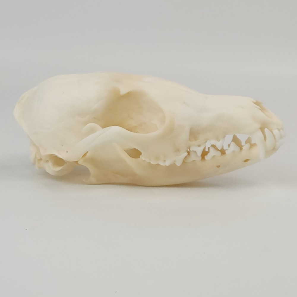 Real Red Fox Skull - Vulpes vulpes - American Sourced