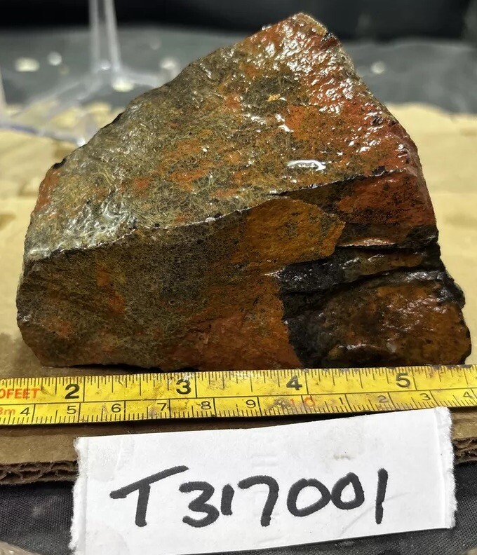 Tempskya petrified Palmwood
