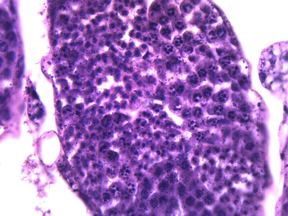 Grasshopper Testis, WM - Prepared Microscope Slide - 75x25mm - Eisco Labs