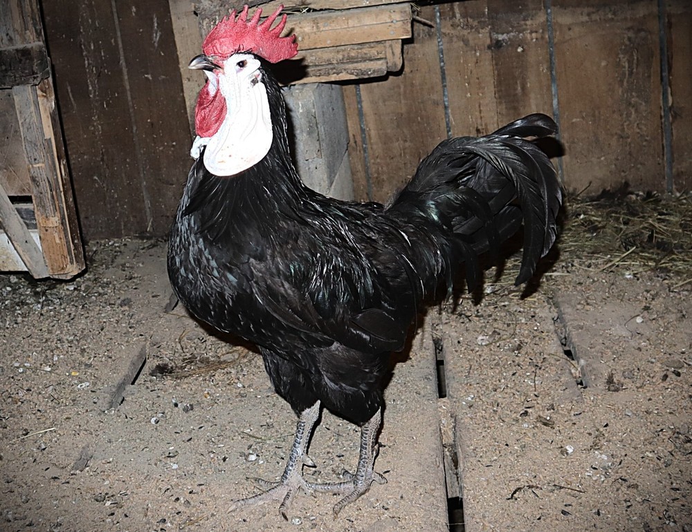 11+1 LF White Face Black Spanish Eggs Imported from Spain