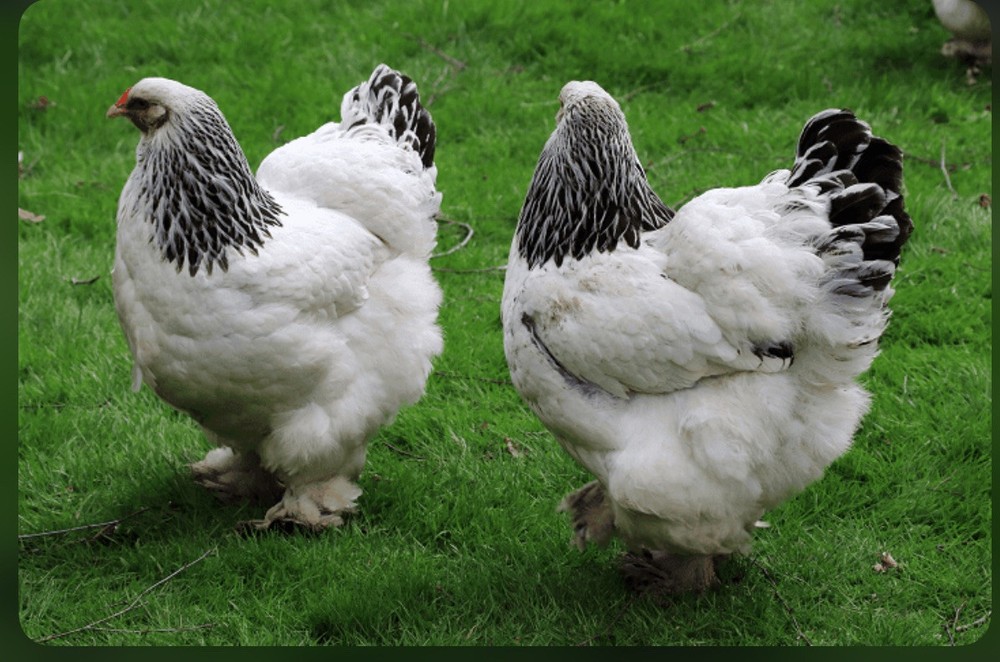 Pure Bred White Light Brahma Fertilized Chicken Hatching 12 Eggs