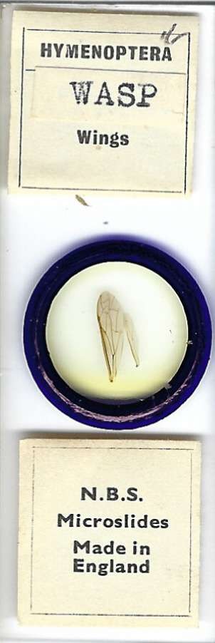 Wasp Wings Microscope Slide