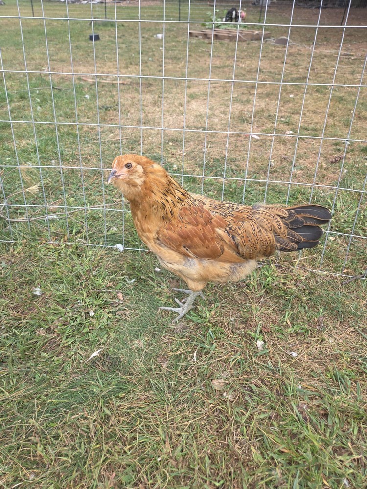 6+ Fertilized Ameraucana Chicken Eggs