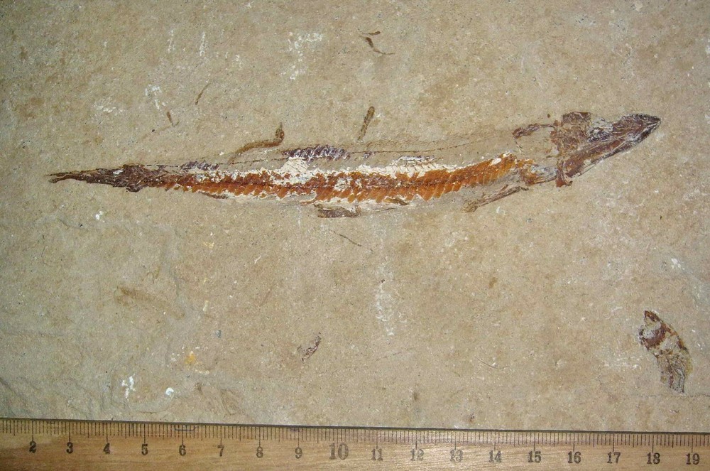 Prionolepis 15 - Fossils directly from Lebanon