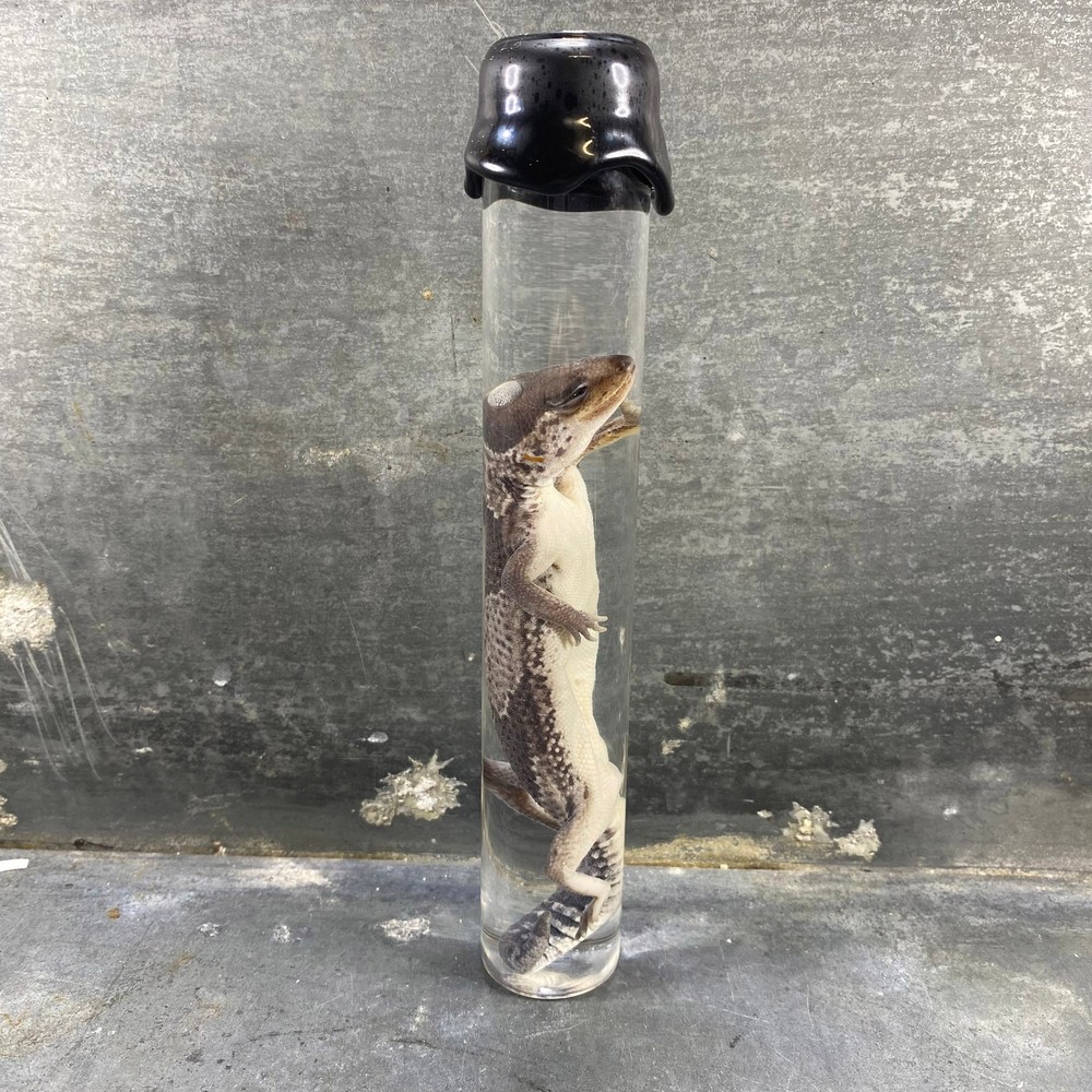 #7 - Leopard Gecko Wet Specimen (Eublepharis Macularius)