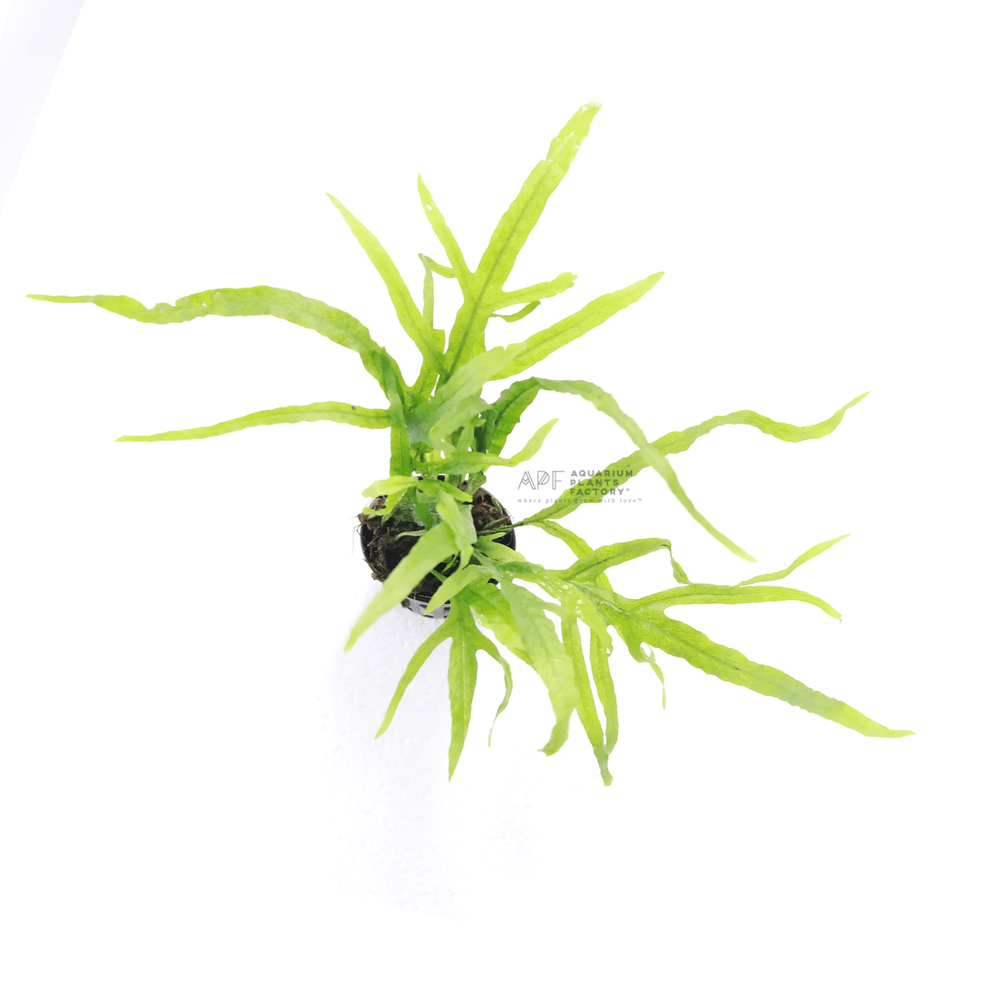 Microsorum Pteropus Trident | Aquarium Plants Factory®