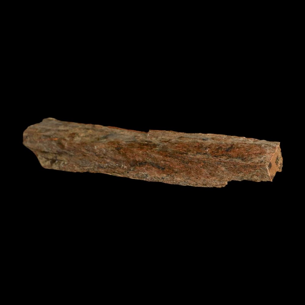 4.1" Corythosaurus Fossil Limb Bone Section Judith River Cretaceous Dinosaur COA
