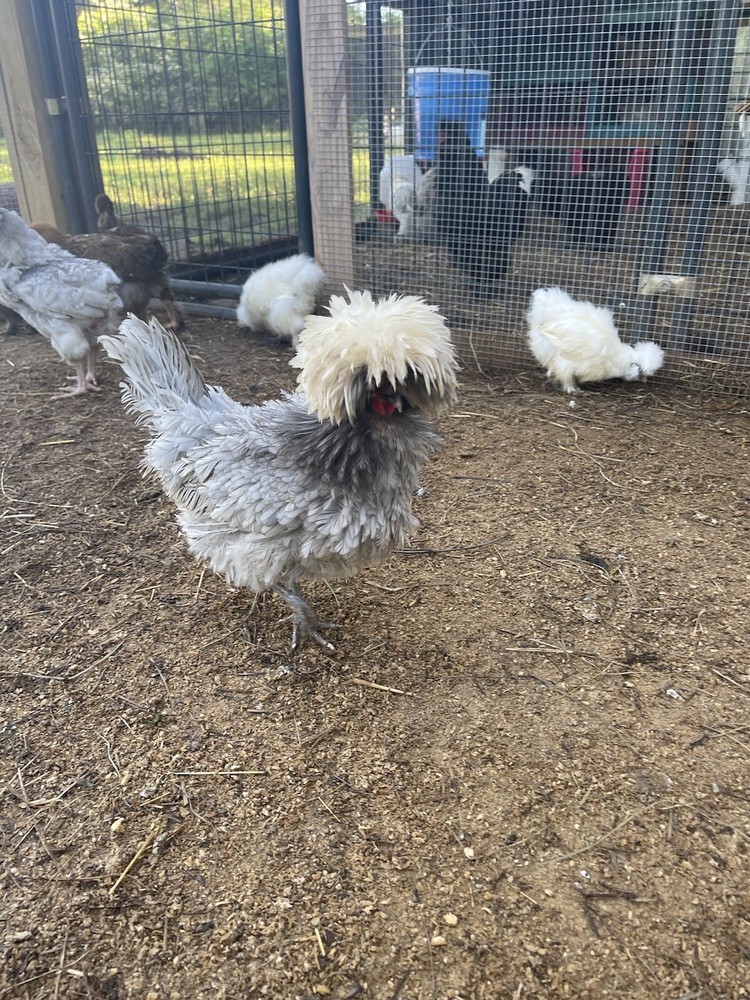 6+ Blue Black Splash Bantam Polish Hatching Eggs Chickens Rare
