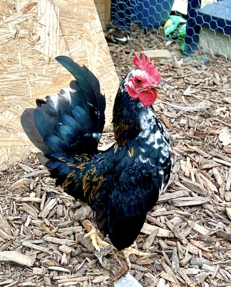 Serama Chicken Hatching Eggs 6+