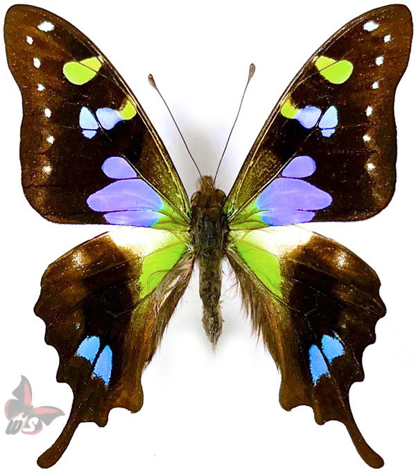 Graphium weiskei,UNMOUNTED butterfly