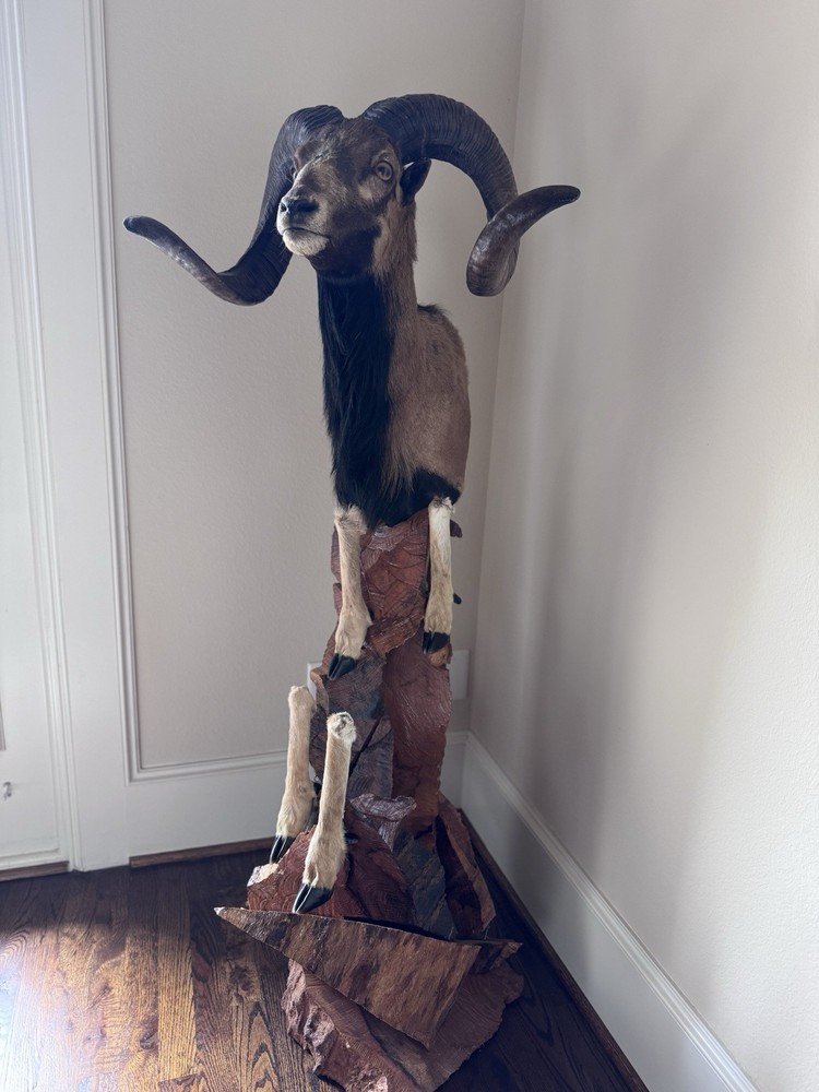 Ram Mount & leg Taxidermy