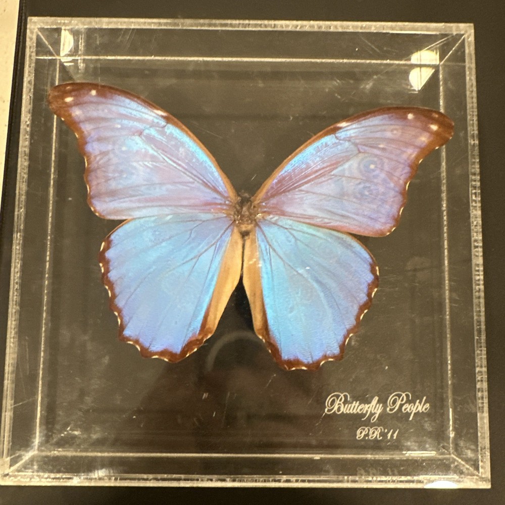 Blue Morpho Butterfly Real Framed 3D Display 8x7 Acrylic Shadow Box
