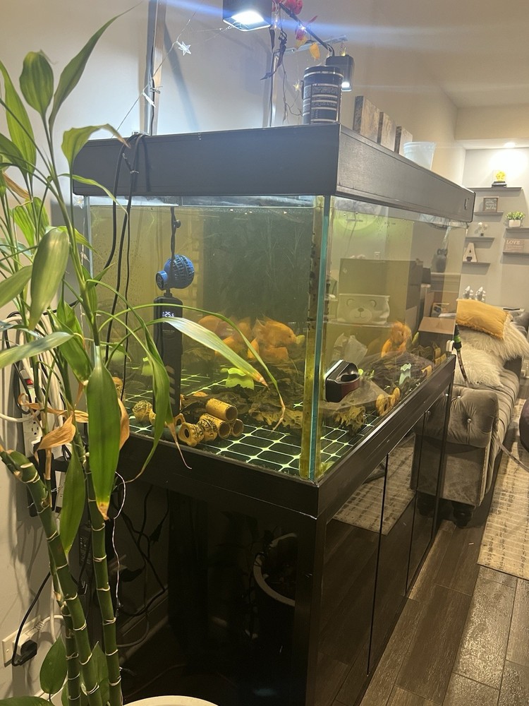 180G Fish Tank Setup with Overflow System