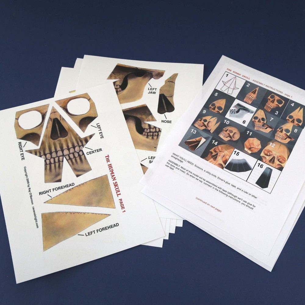 Human Skull paper model