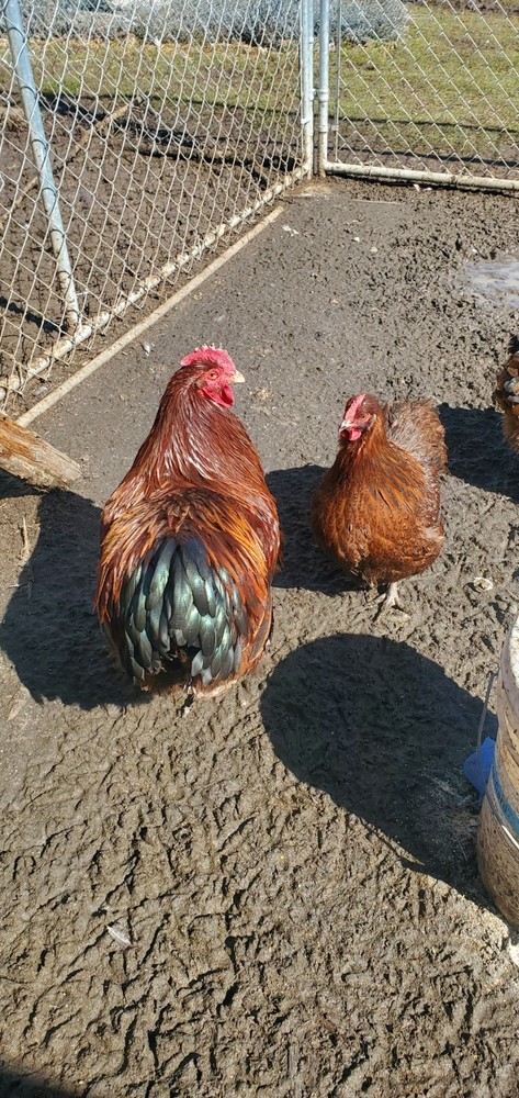 8+ Partridge English Orpington Hatching Eggs 🥚 🐣🐣🥚