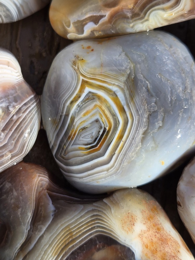 Botswana Agate Selects - WILD ONES - Rough, Natural, Not Polished A+ Grade