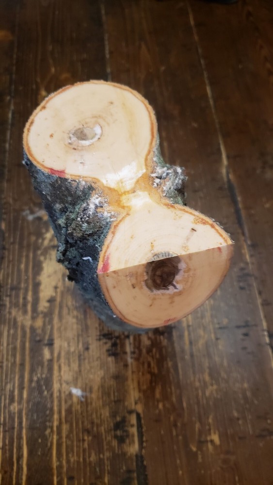 MAPLE Turning Crotch Log 10" Long M4111