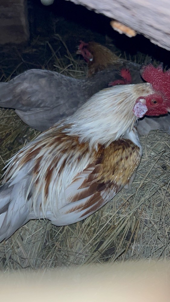 Aztec Chicken  hatching eggs for incubating