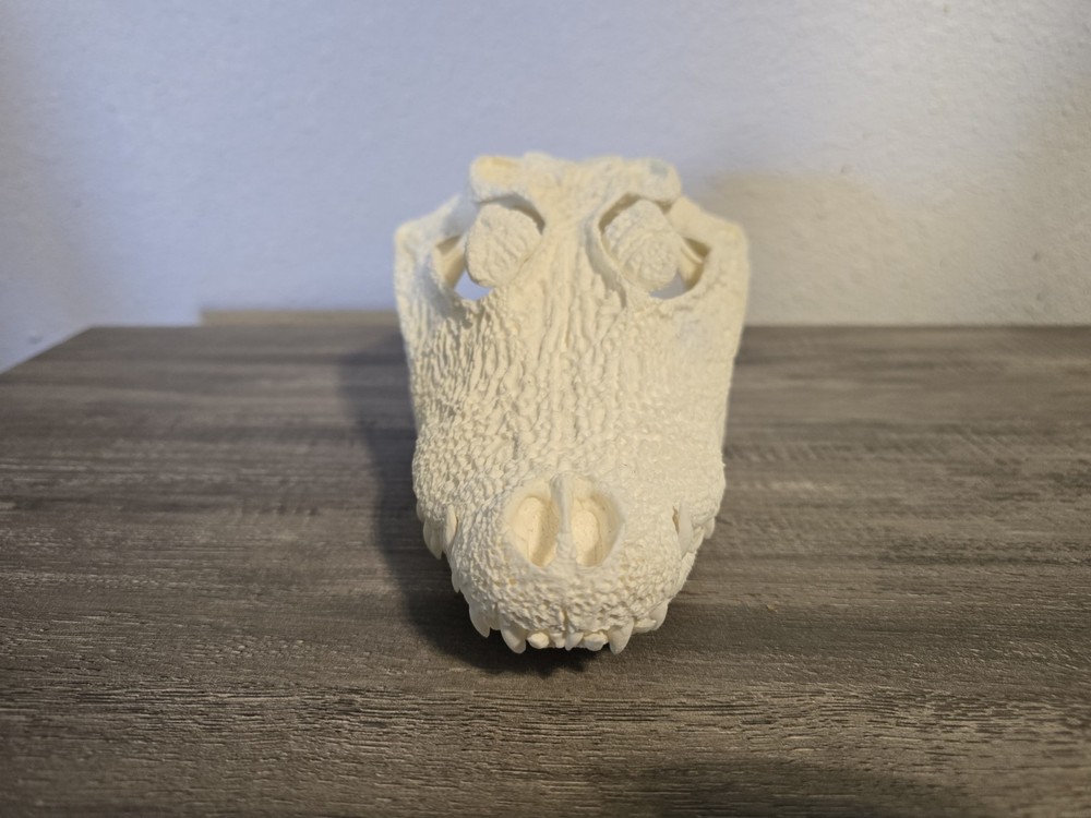 REPLICA Dwarf Crocodile Skull
