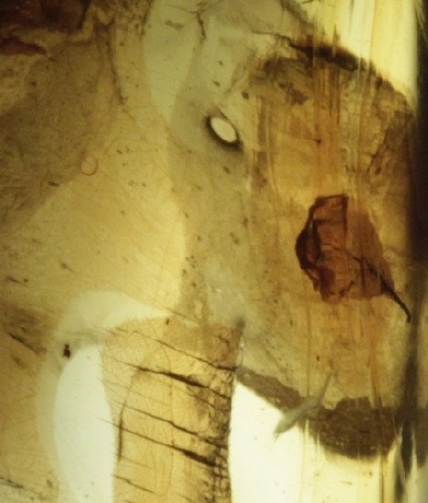 LEAF & FRUIT FLIES in Mexican Amber specimen 5g