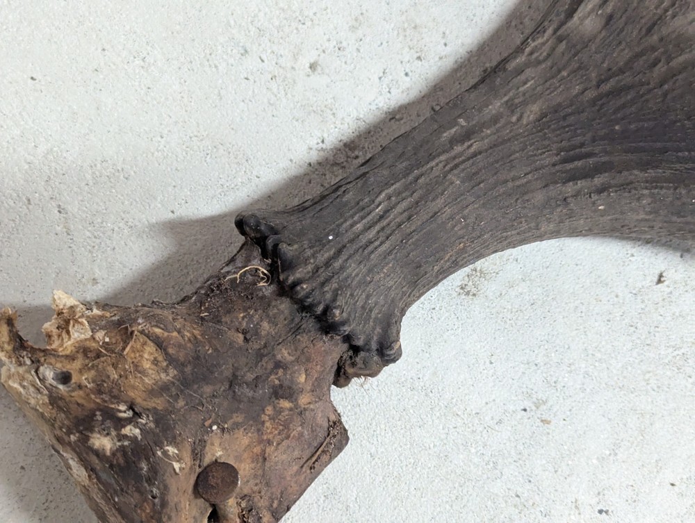 2 Moose Antlers From And Old Mount