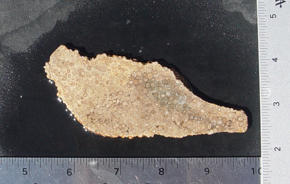 Oolite Lapidary Slab T1211