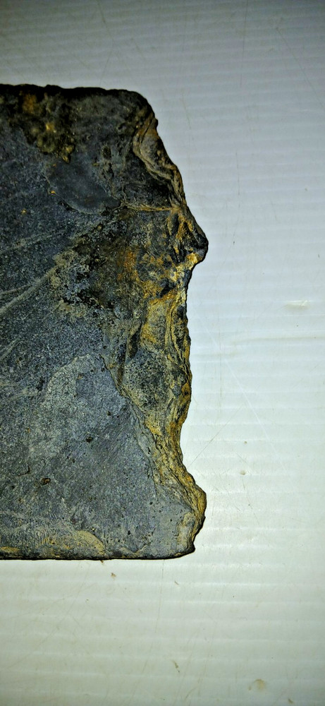 Dinosaur? Fish? Ray? Fossil