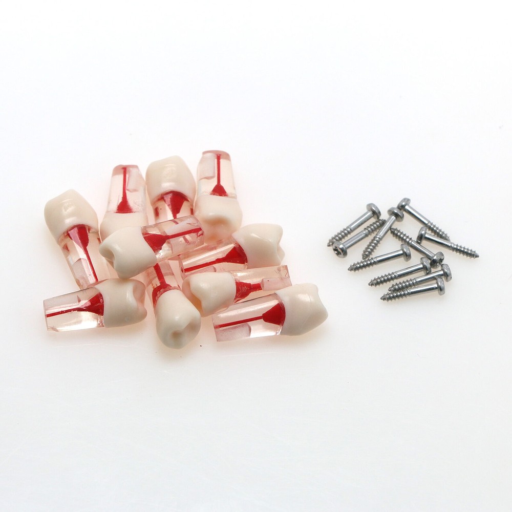 Dental Endo Root Canal Teeth Models Study RCT Practice Typodont Model #8006