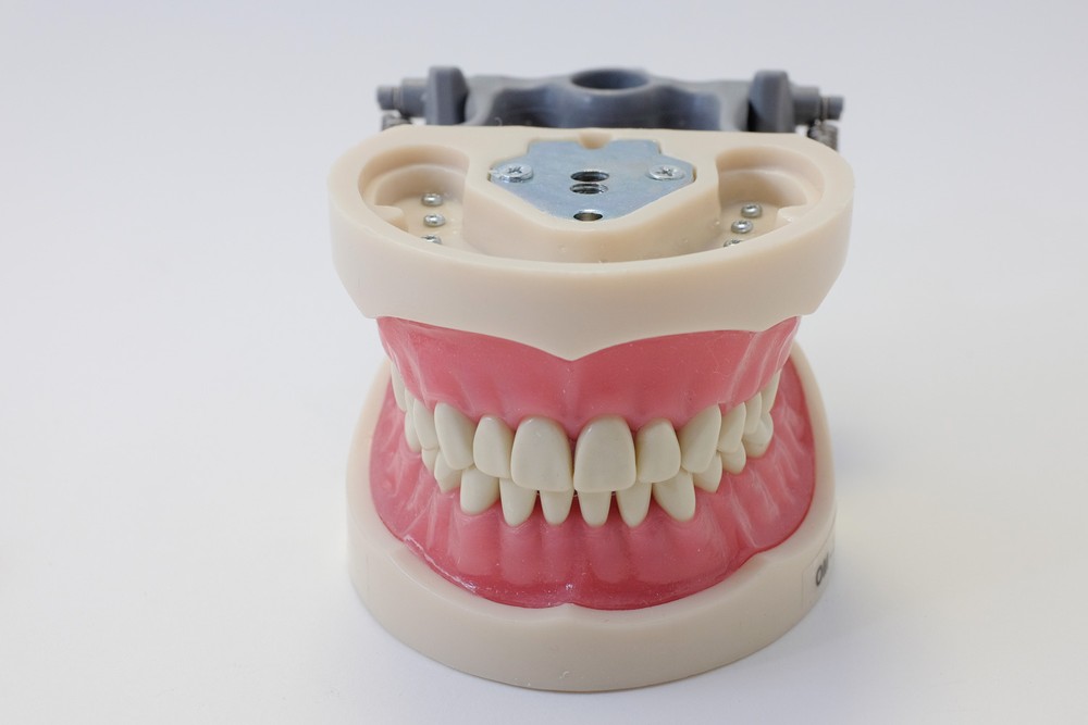Dental Anatomy Typodont Educational Model 200 Removable Teeth NBDE NERB ADEX