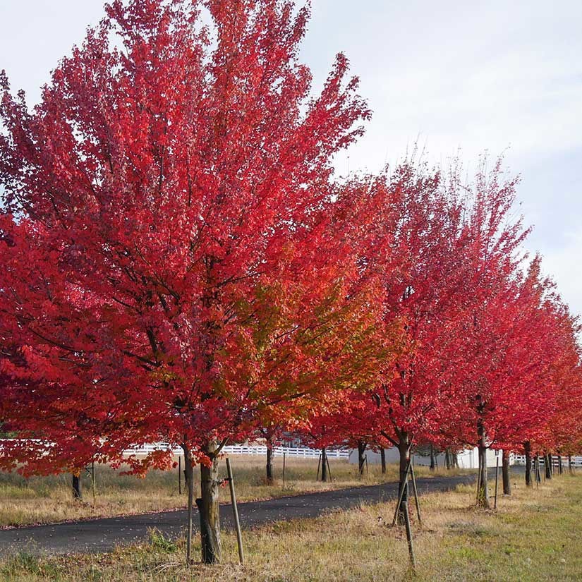1 Red Maple Tree 12-24" Acer rubrum Bare Root