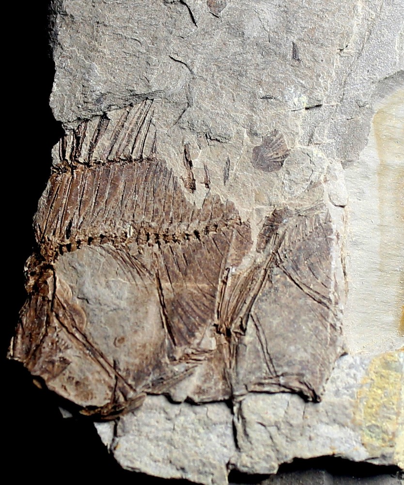 Capros radobojanus - Oligocene fossil fish
