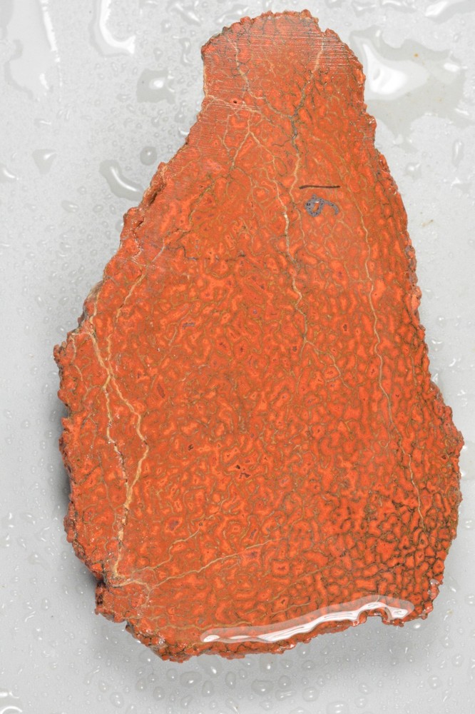 Orange Agatized Dinosaur Bone, New Mexico, 135 grams