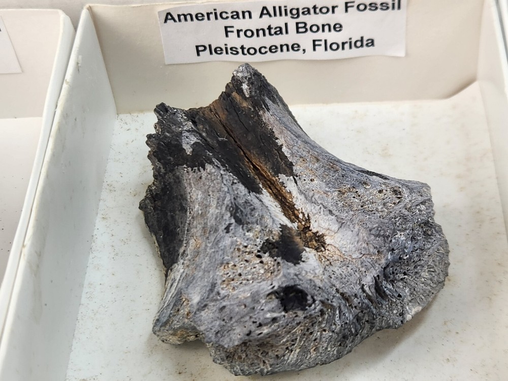 Fossil Gator Collection (8) - Alligator mississippiensis - Florida