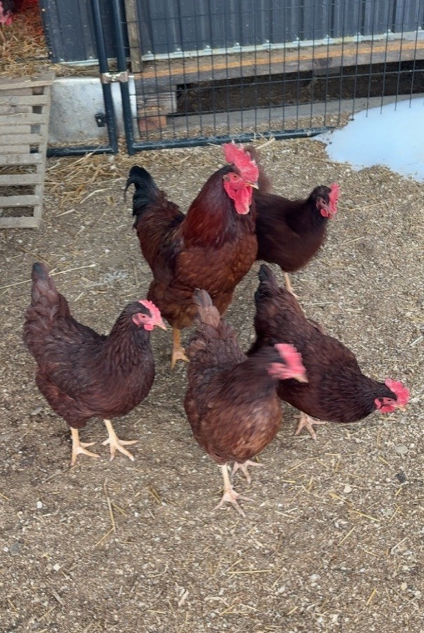 Rhode Island Red Hatching Eggs 6+