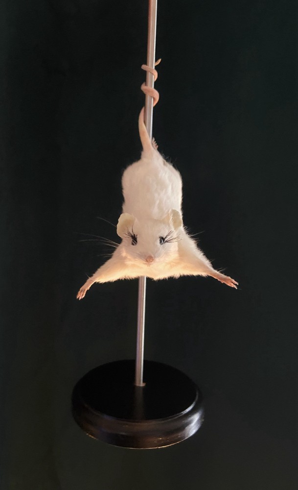 Taxidermy Stripper Pole Dancing Mouse 🐭 Unusual Oddities Black Base