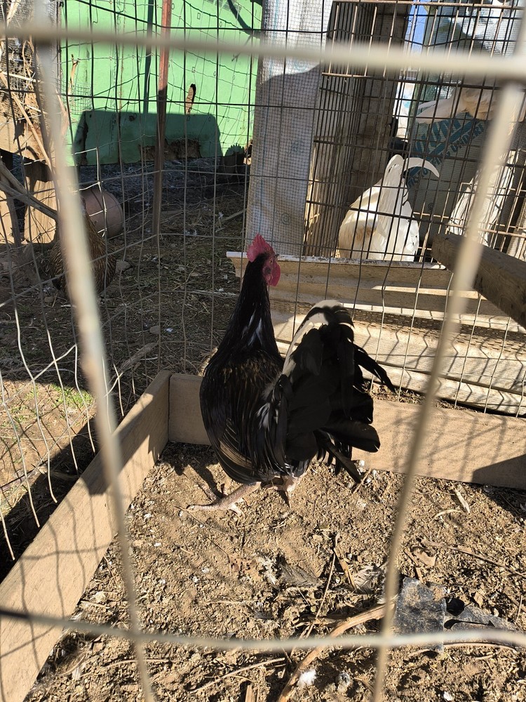 Brass Back Albany Pure